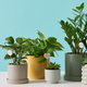 Illustration for article titled The Best Places to Buy Houseplants Onlineem/em